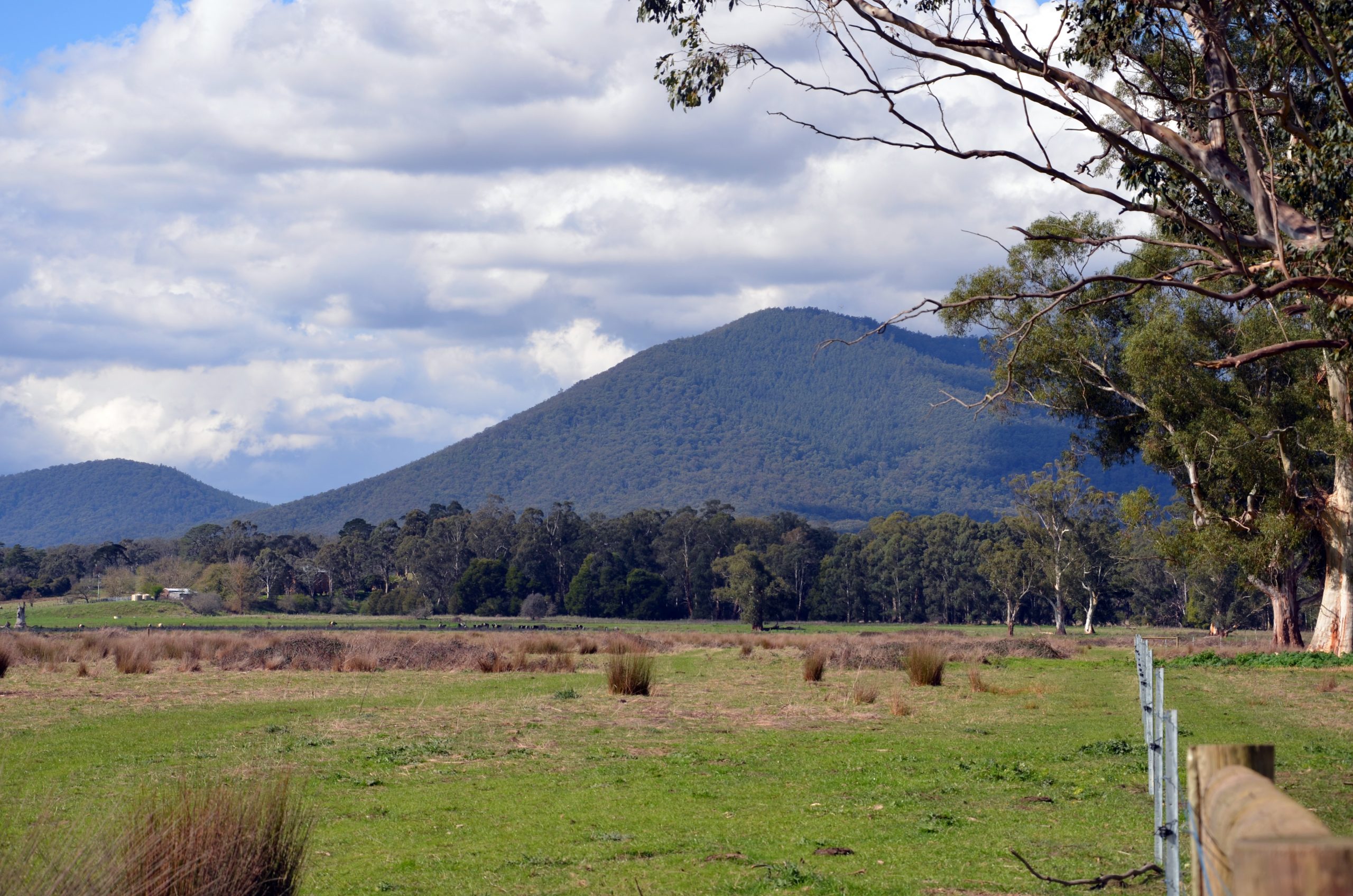 Coranderrk looking towards burrumbul