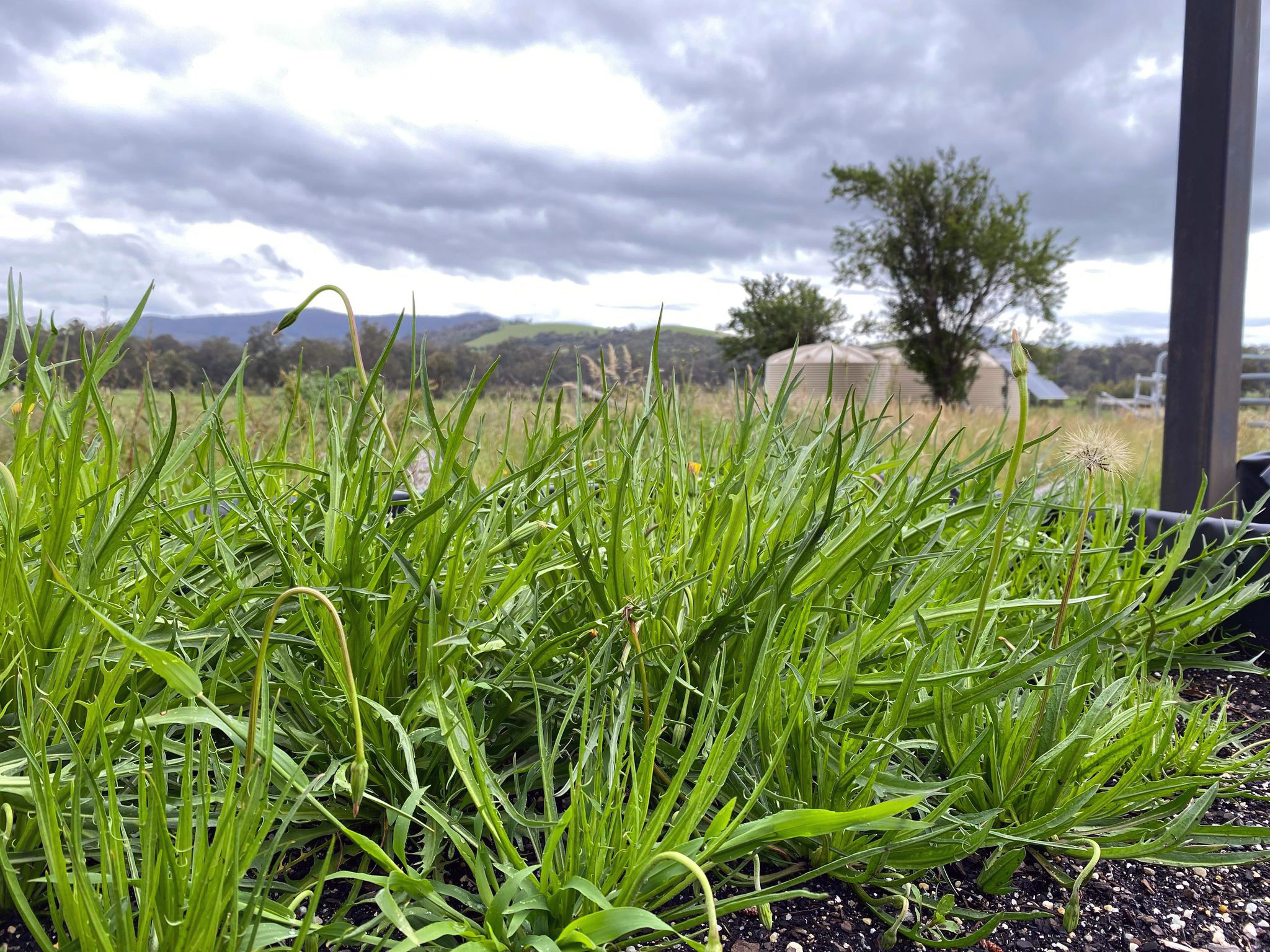 Wuleli (murnong) in wicking beds